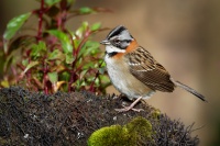 Strnadec ranni - Zonotrichia capensis - Rufous-collared Sparrow o1496